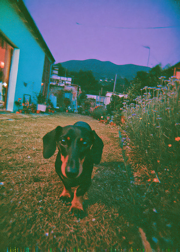 Photographie de chien au crépuscule