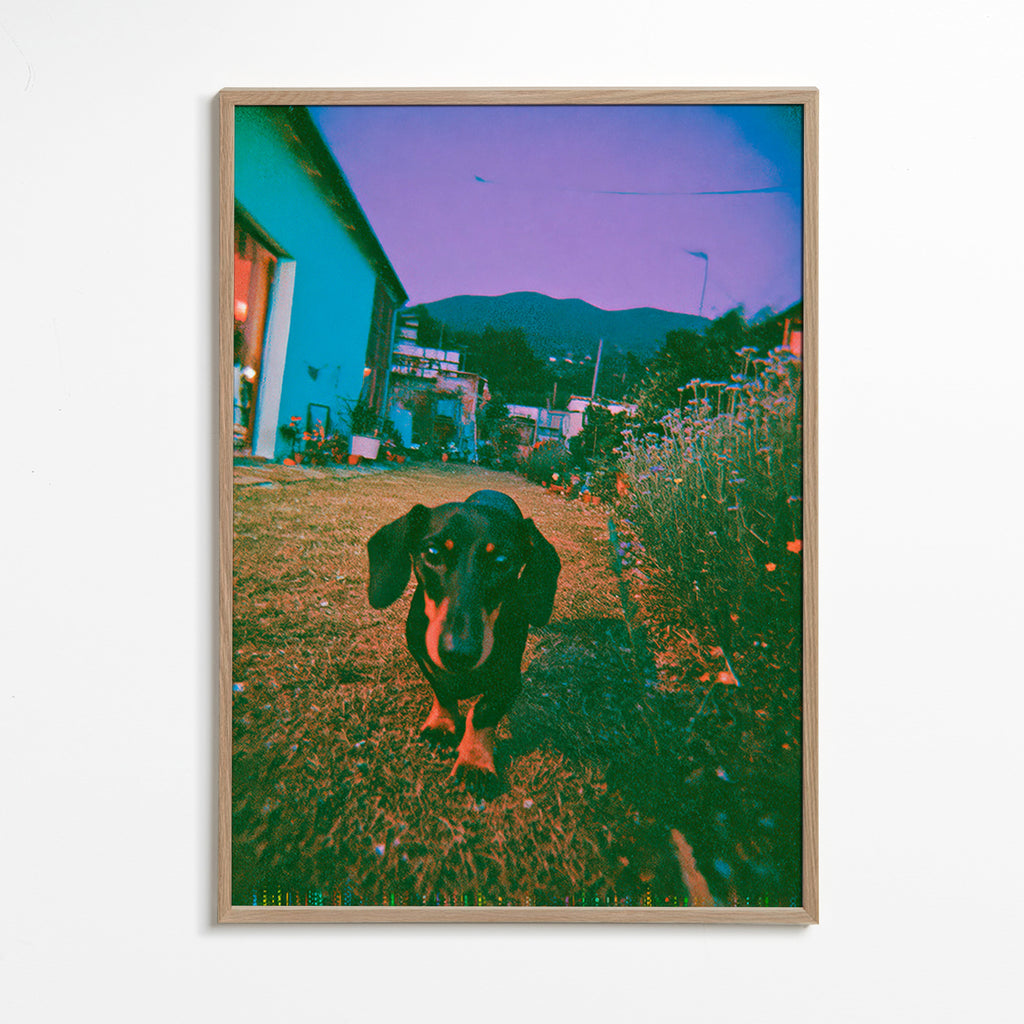 Photographie de chien au crépuscule