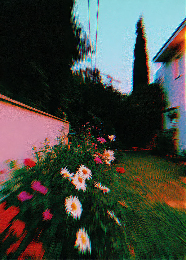 Impression botanique: jardin flou avec marguerites