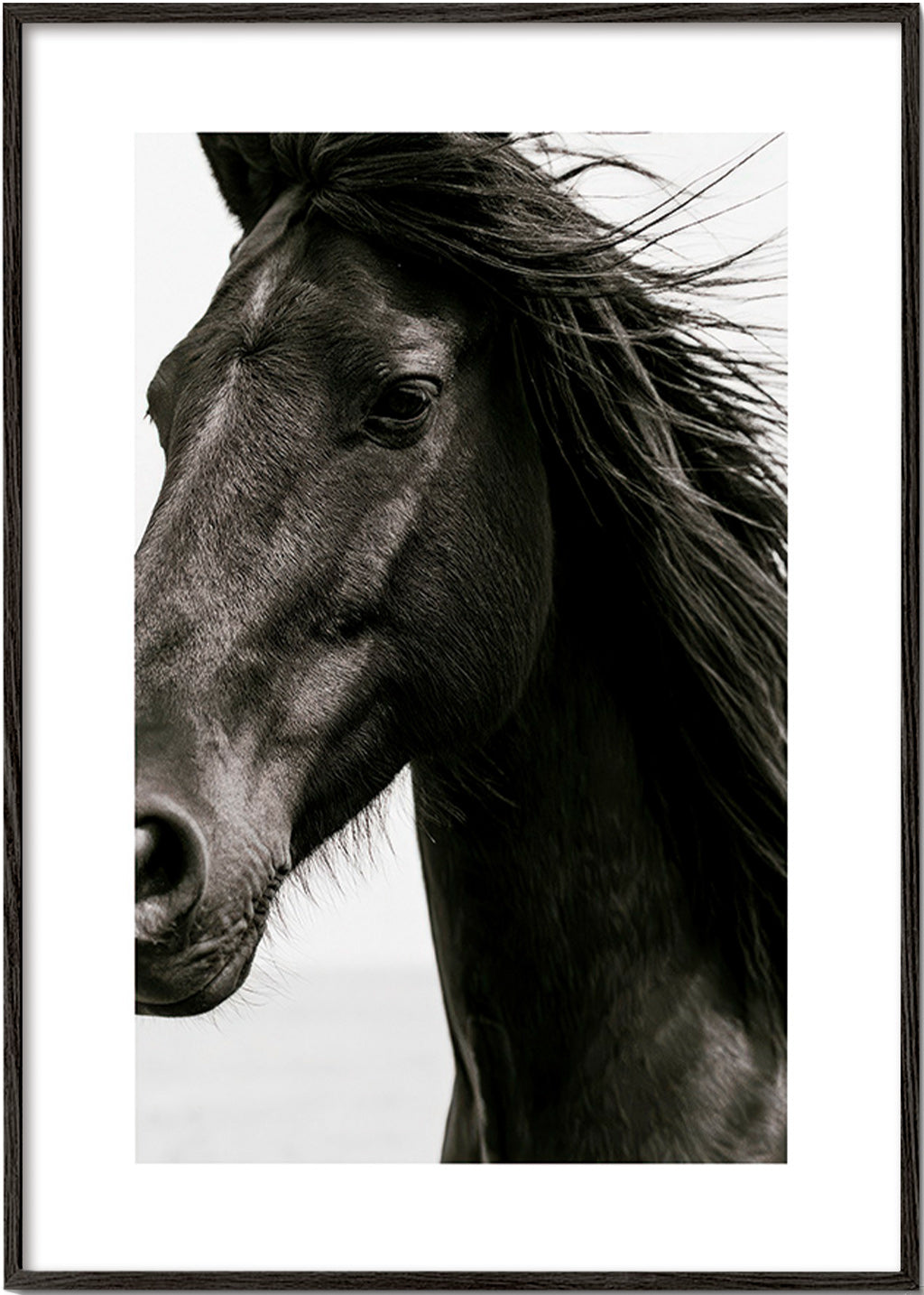 Portrait de cheval noir