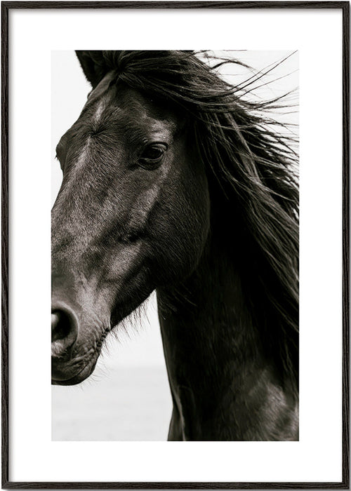 Portrait de cheval noir