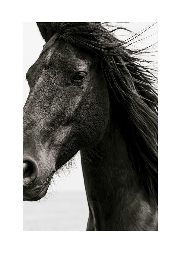 Portrait de cheval noir