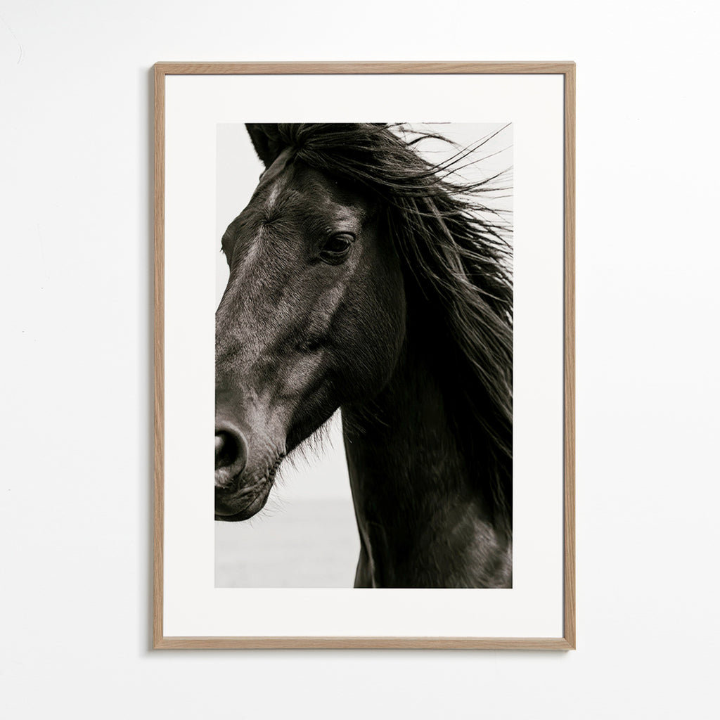 Portrait de cheval noir