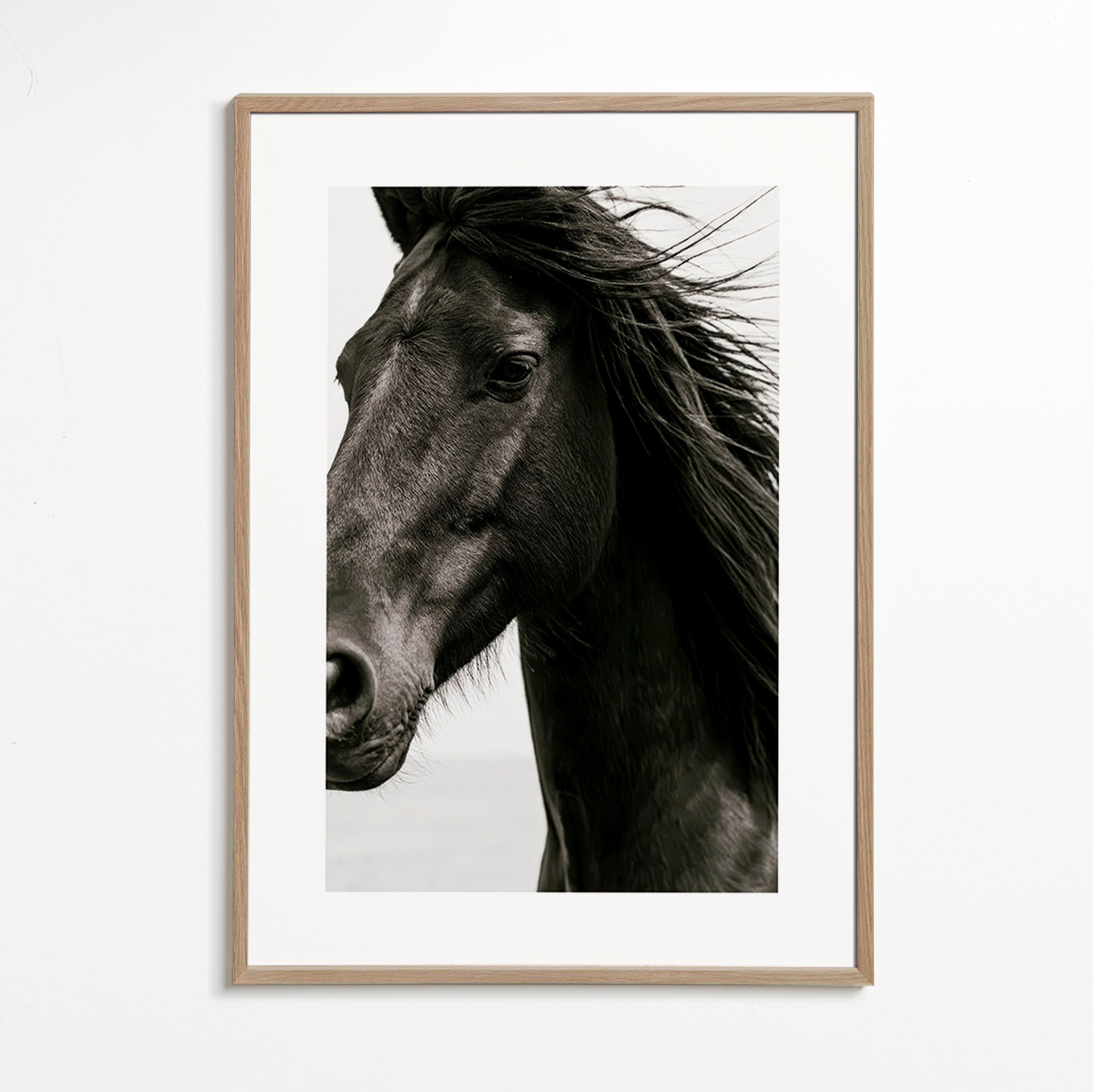 Portrait de cheval noir