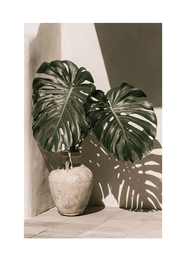 Impression botanique Monstera en pot