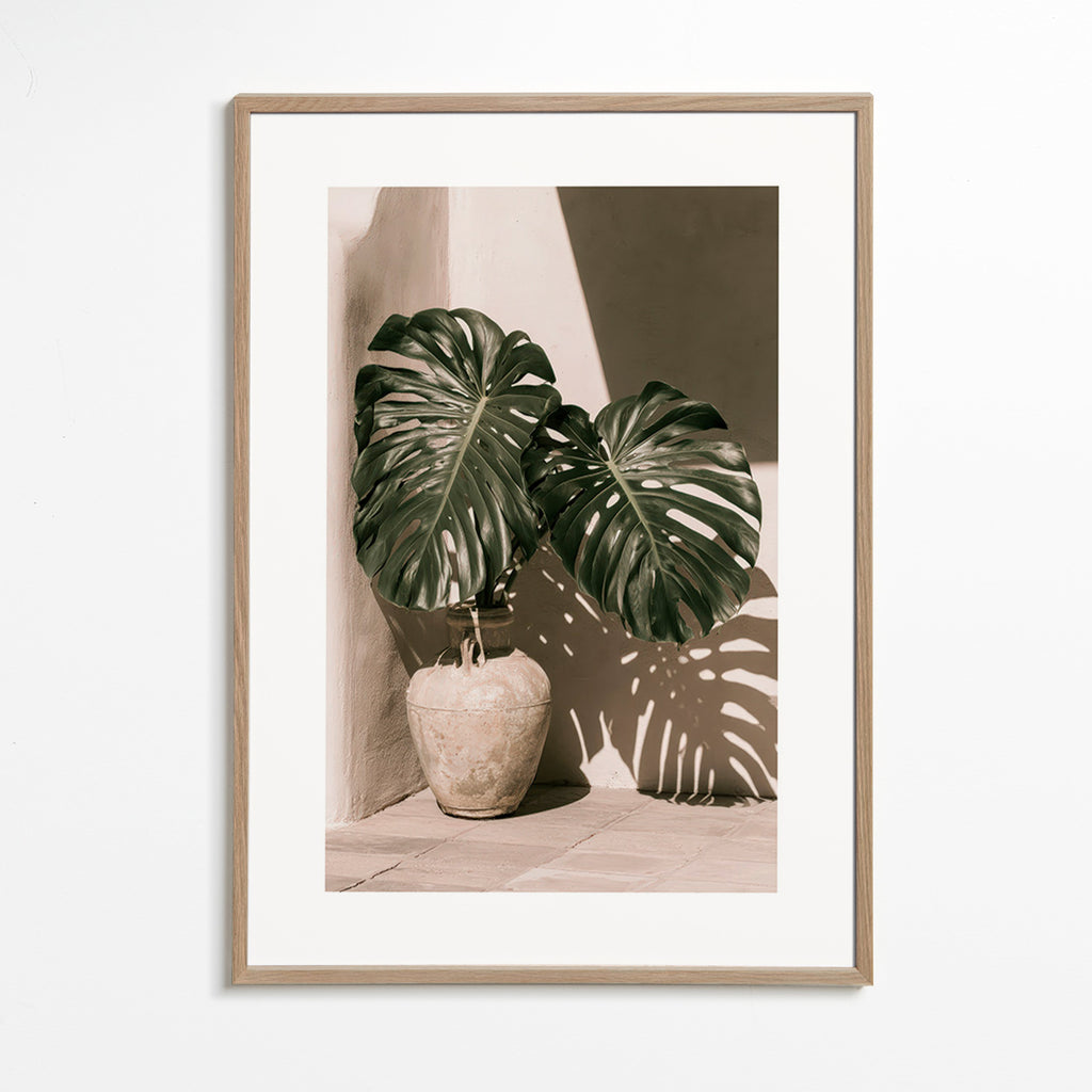 Impression botanique Monstera en pot