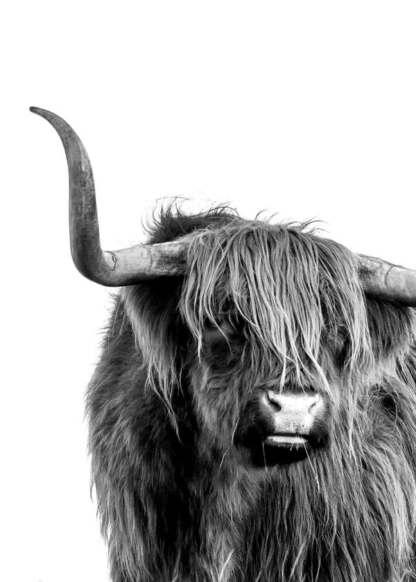 Highlands bull