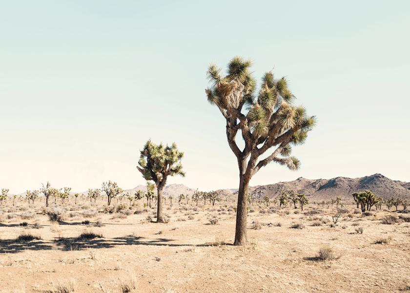 Joshua tree