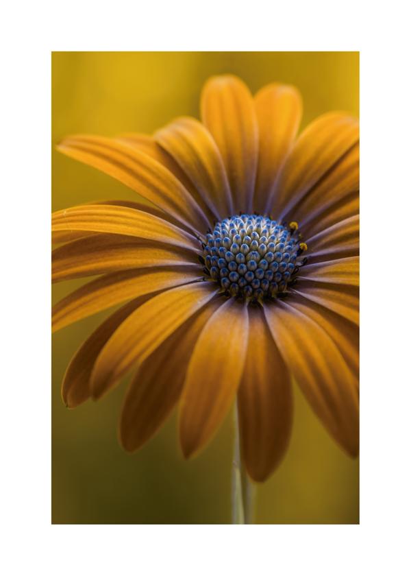 Sunshine Daisy - Mandy Disher