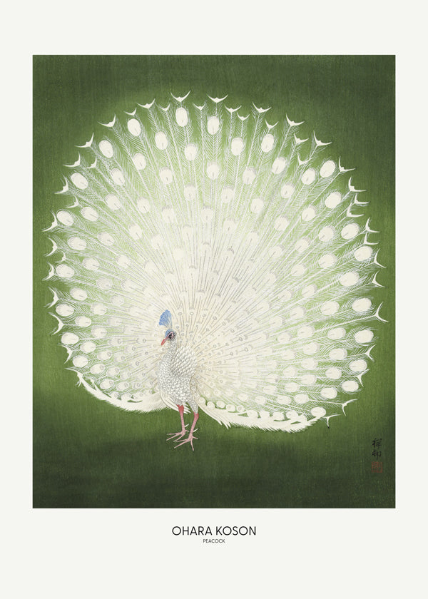 Peacock - Wide - Pictufy